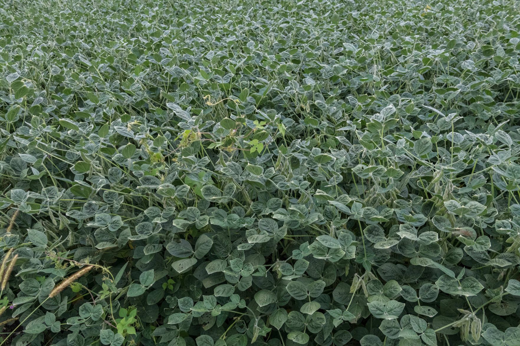 Dicamba Damage